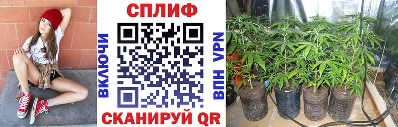 Конопля гибрид  сколько стоит  Кисловодск 